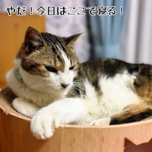 猫とお酒と日々のこと - シュウ様 Powered by ライブドアブログ