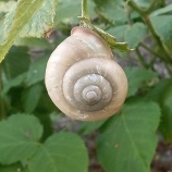 �إ����ĥ��٤β���