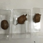 『２月１５日爬虫類入荷情報』の画像