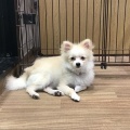 わんちゃんのご紹介🐶