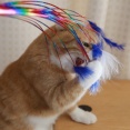 よそ見する猫。