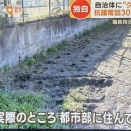 伊達みきお、クマ駆除めぐり私見「今抗議してるやつ何も知らないでしょ？ライオンとか虎と一緒じゃん」