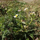 冬の蝶ムラサキ。。。