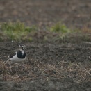■奈良で野鳥探し 田園 ～ タゲリ ～