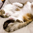 暑いくらいがいい猫。