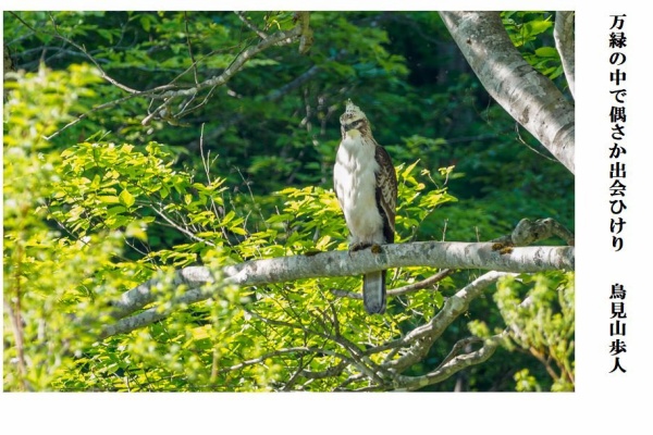 たまさか鳥