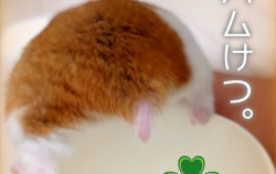 『🐹ハムけつ』の画像