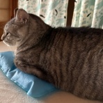 猫々