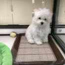 ワンちゃんたち🌼