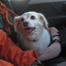 チワックスのＬちゃん