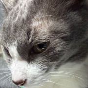 ネネちゃん、泣いてるの？何かあったの？