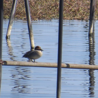 花鳥いろいろ 四季の野鳥
