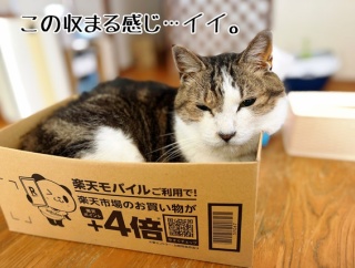 ちょうどイイ箱