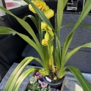 プチ・ガーデニング