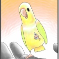 不動如山インコ