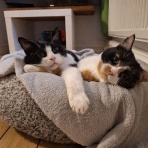 英国つれづれ日記