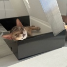 【PR】水に浮いてるような浮遊感が心地よい「ヒツジのいらない枕」ー極柔ー