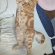 猫、かわいい…