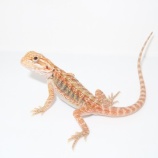 『新入荷来ました!フトアゴ追加です!』の画像