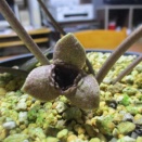 センカクアオイ