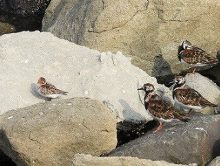 2026年5月14日の野鳥公園
