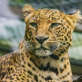 【朗報】大型ネコ科動物の強さランキング、完成する！