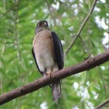 野鳥雀鷹（ツミ）の幼鳥を撮る23🦅📸（太田市）
