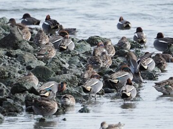 2026年3月4日の野鳥公園