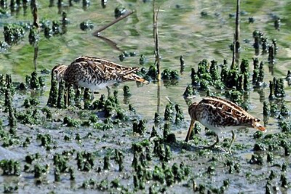 東京港野鳥公園 レンジャーブログ - 2024年04月