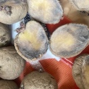 種イモの様子とレアチーズケーキ風