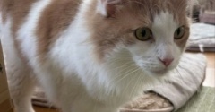 お水をこぼす常習犯猫の表情の変化