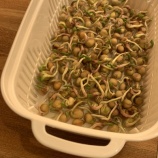 『豆苗を種から育ててみた』の画像