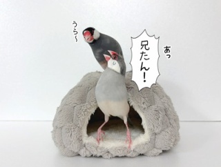今日は許されなかった