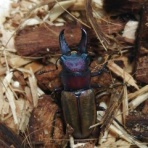 色虫メインの飼育記