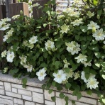 きよひめの気ままにロザリアン