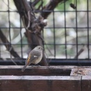 野鳥観察　ジョウビタキ雌