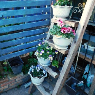 ブルーガーデンと花育て