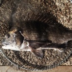 ズーペーの多趣味ブログ