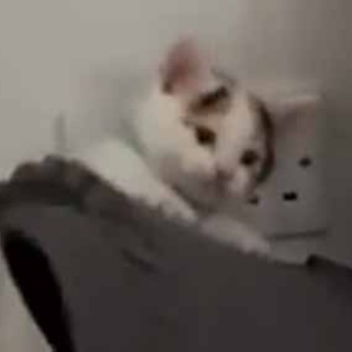 猫の動画 ねこわん！