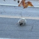 初めて見たオポッサム