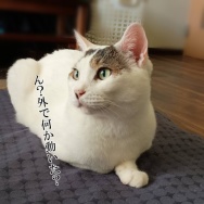 麻婆豆腐の素アレンジが旨すぎた。と、ブルー花びらのハート作りました。