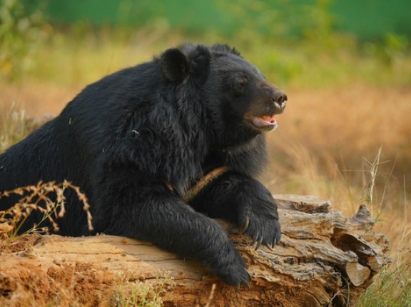 ツキノワグマの主食、ドングリじゃなかった…　近畿北西部、ふん288個分析