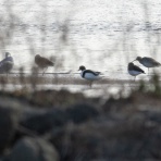 ふなきちのフィールドノート