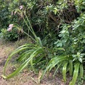 アフリカハマユウが咲いていた