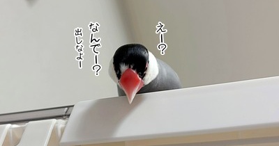 換羽ってやつぁ
