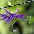 Traveler's joy クレマチスの花言葉