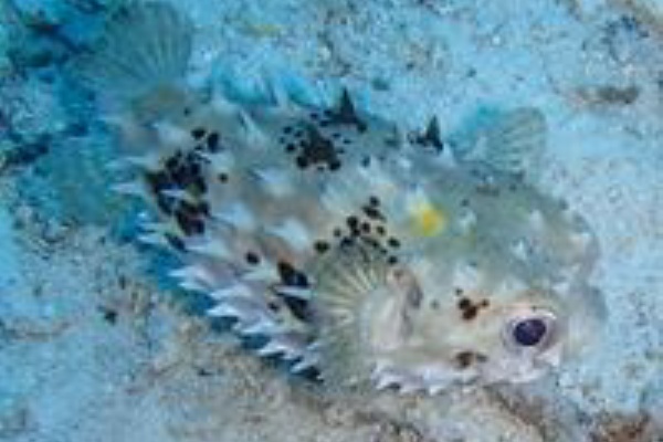 水が苦手な50男の海日記 フグ目ハリセンボン科