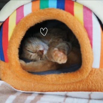 ホットマット愛用中の猫♪