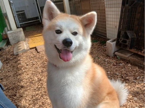 今日もお疲れ様でした🙇‍♀️🐶🙏
