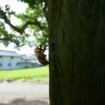 本物の無垢木材　～茨木市戸田材木店・セルバの木の虫ブログ～